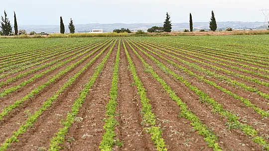 DGCM-3S DOLAPLI GUBRELI CAPA MAK. (DISKLI) - 12