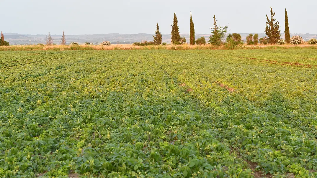 DGCM-5S DOLAPLI GUBRELI CAPA MAK. (BICAKLI) - 13