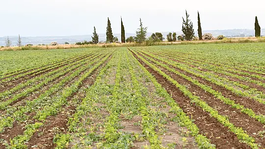 DGCM-5S DOLAPLI GUBRELI CAPA MAK. (BICAKLI) - 16