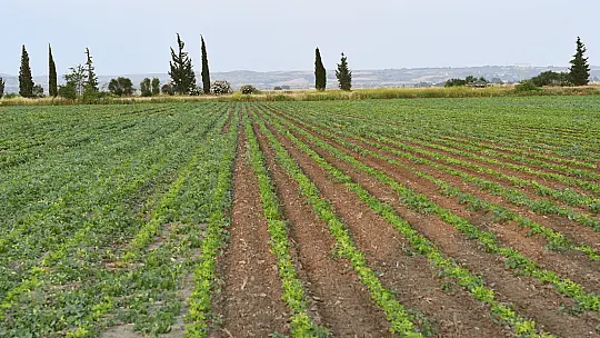 DGCM-5S DOLAPLI GUBRELI CAPA MAK. (DISKLI) - 10